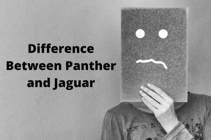 Difference Between Panther and Jaguar