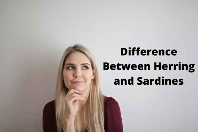 Difference Between Herring and Sardines