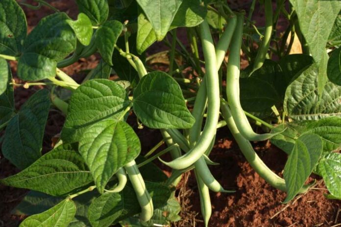 Difference Between Pole Beans and Bush Beans