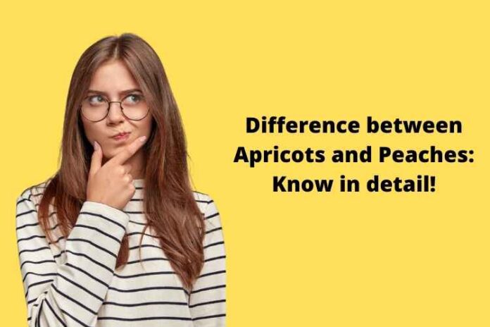 Difference between Apricots and Peaches: Know in detail!