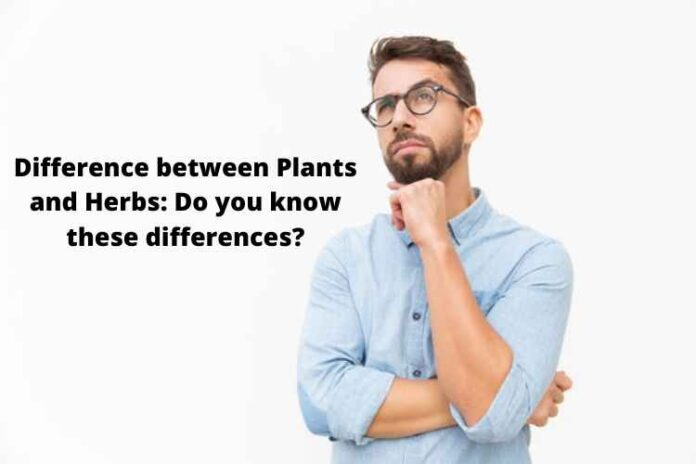 Difference between Plants and Herbs Do you know these differences