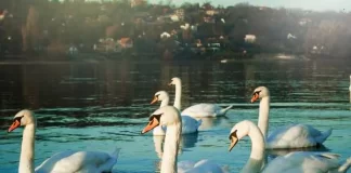 Collective Noun for a group of Swans: Do you know what a group of Swans is called? Do you know what a group of Swans is called