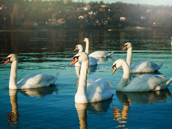 Do you know what a group of Swans is called