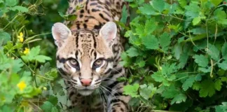 Biggest Feline in the World: Wild Giants, Record Holders, and the Truth Behind the Largest Cats Ever Known Biggest Feline in the World