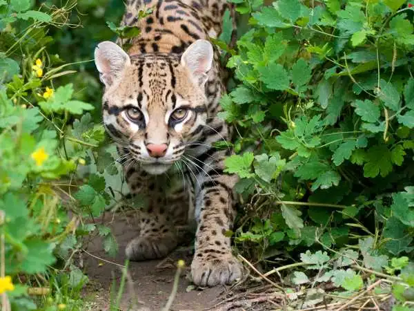 Biggest Feline in the World