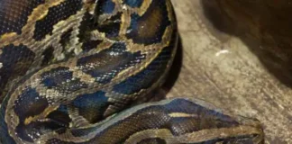 Biggest Snakes of the World: Facts, Myths, Real Sizes, and the Truth Behind Giant Snake Stories Biggest Snakes of the World