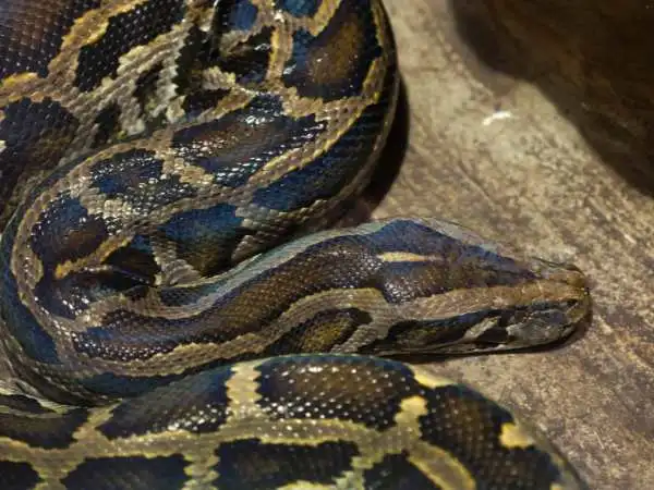 Biggest Snakes of the World